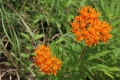 Asclepias tuberosa.jpg