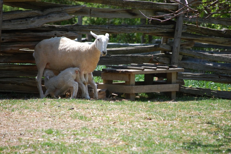 File:Bcpv sheep 04.jpg