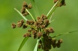 Scirpus atrovirens.jpeg