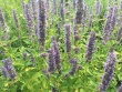 Hyssop Stanton.jpg