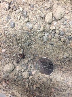 Bioretention filter media