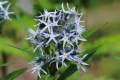 Amsonia tabernaemontana.jpeg