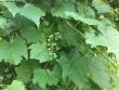 Vitis riparia.jpg