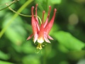 Aquilegia canadensis.jpeg