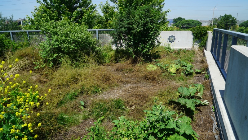 File:Lakeside - green roof 1.JPG