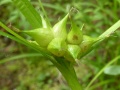 Carex intumescens.jpeg
