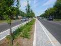 Central Parkway Mississauga After retrofit Silva Cells.JPG