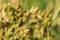 Carex bebbii.jpg
