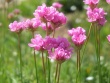 Armeria maritima Filali.jpeg