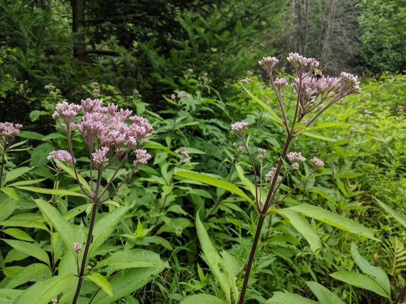 File:Eupatorium maculatum.jpg